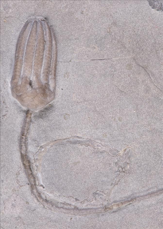 Picture of Gazacrinus sp.