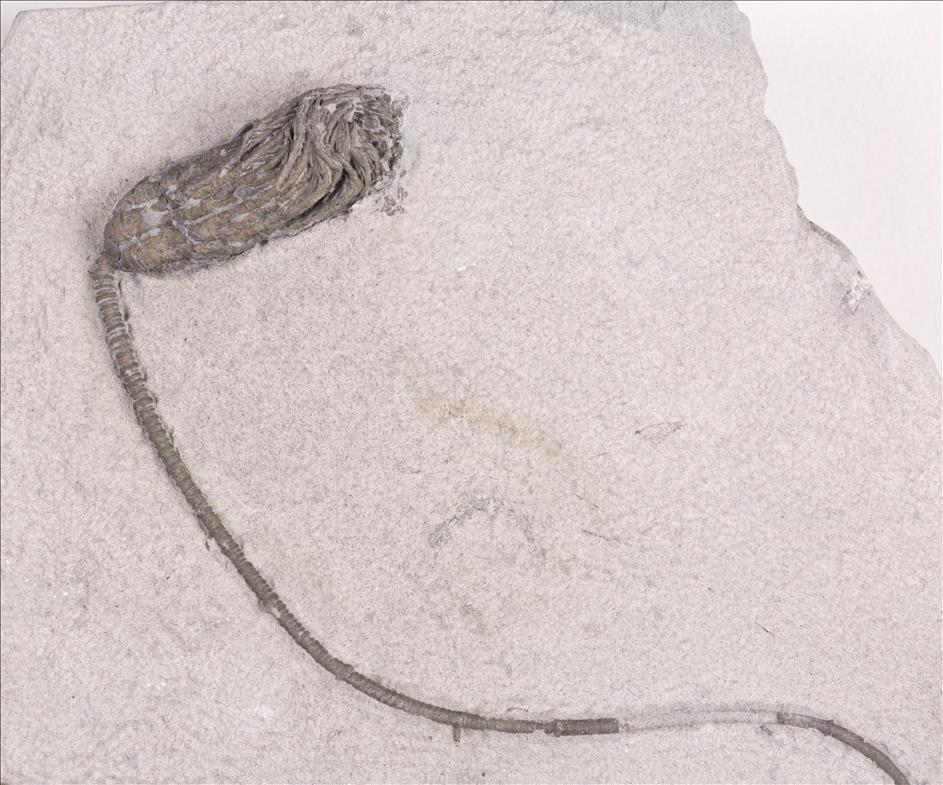 Picture of Pachylocrinus aequalis