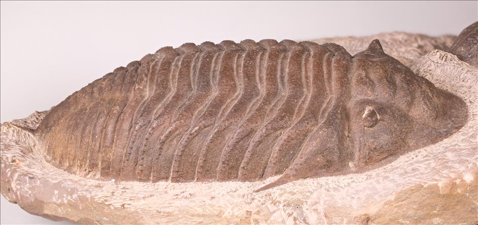 Picture of Burmeisterella sp. side