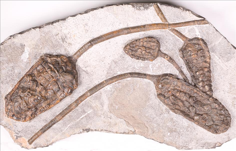 Picture of Cupressocrinites sp.
