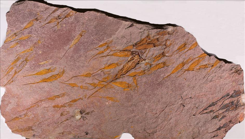 Picture of Ascocystites sp. complete plate