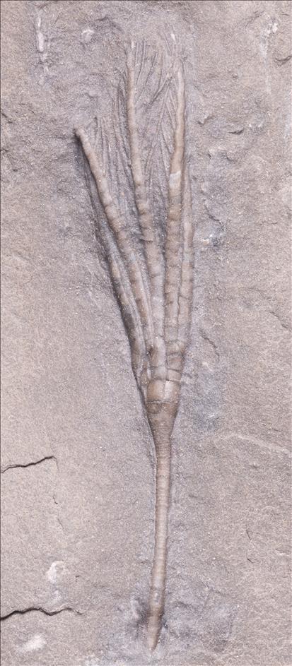 Picture of Ectenocrinus simplex