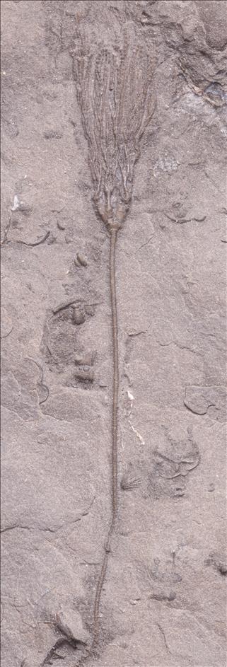 Picture of Drymocrinus geniculatus