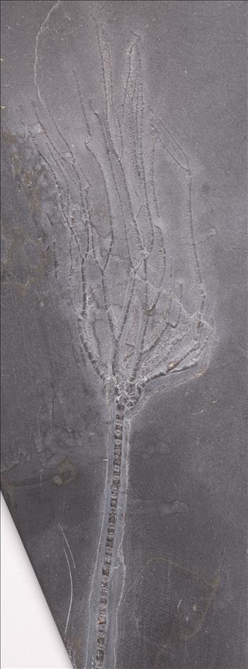 Picture of Follicrinus grabei