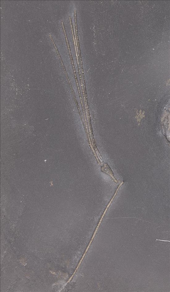 Picture of Triacrinus elongatus