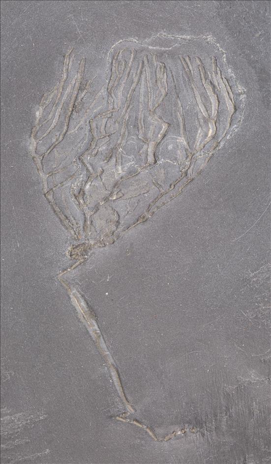 Picture of Rhadinocrinus nanus