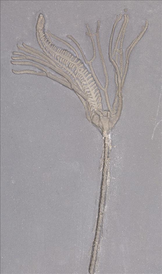 Picture of Lecythocrinus eifelianus