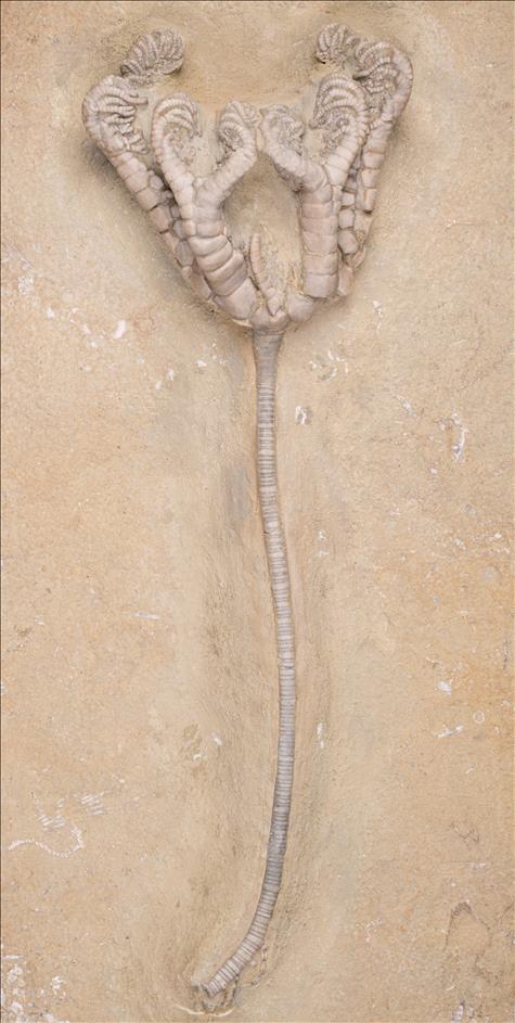 Picture of Onychocrinus ulrichi