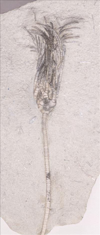 Picture of Parisocrinus crawfordvillensis