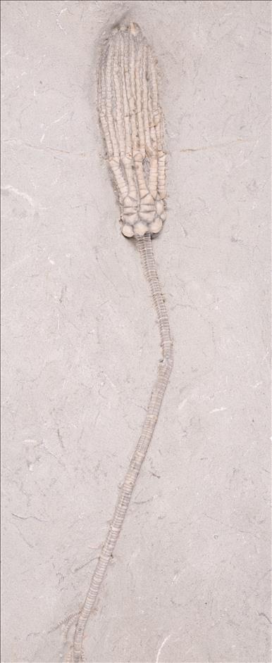 Picture of Abrotocrinus coreyi