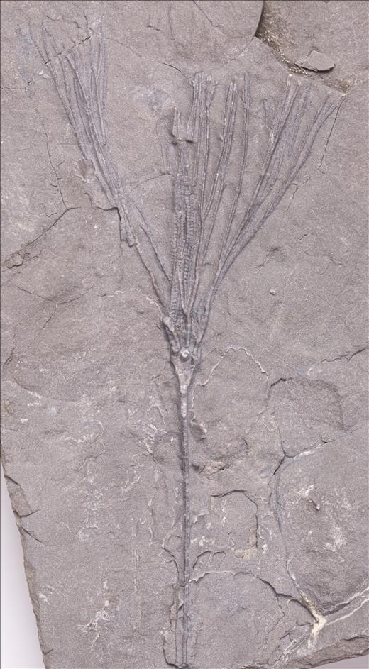 Picture of Dendrocrinus sp.