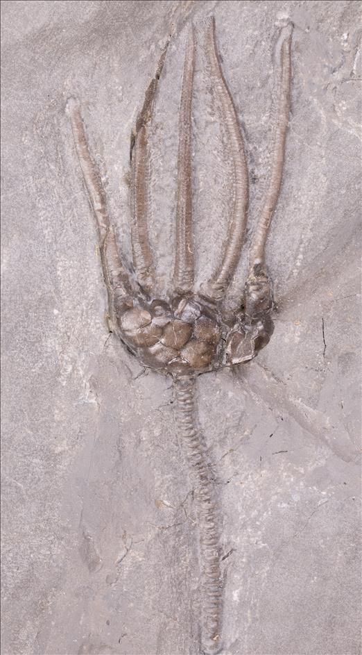 Picture of Lyriocrinus dactylus