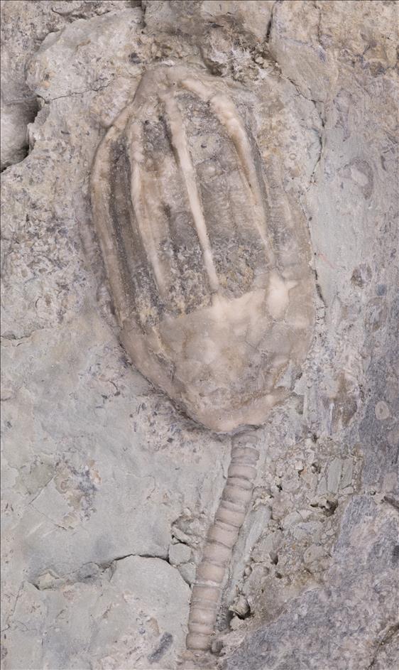 Picture of Eucalyptocrinus costatus