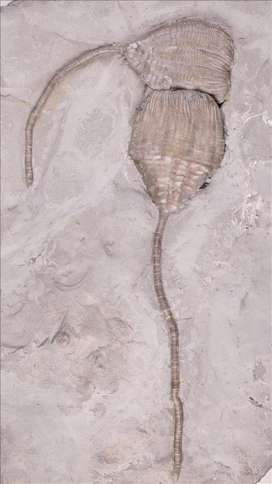 Picture of Ichthyocrinus laevis