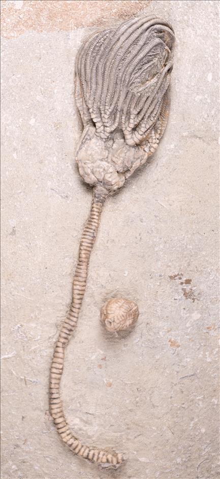 Picture of Platycrinites saffordi