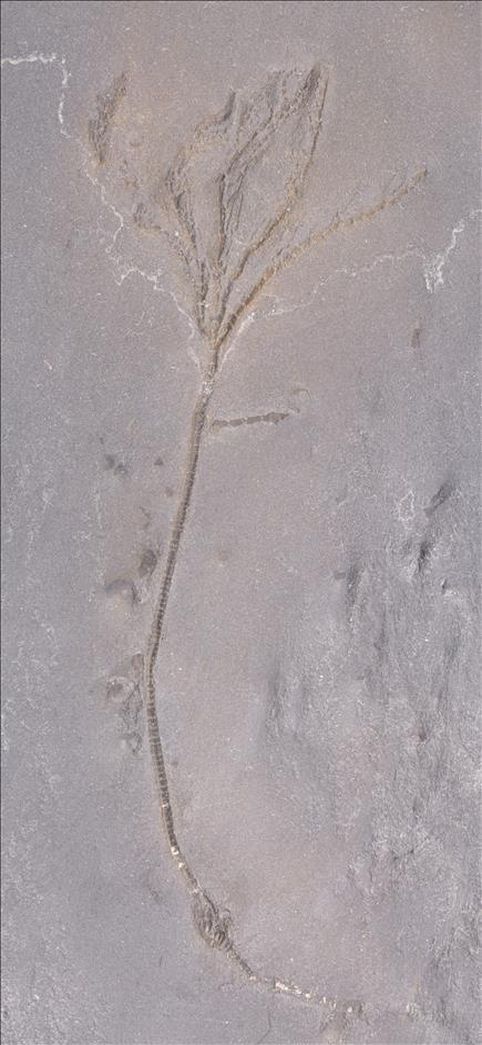 Picture of Thallocrinus sp.