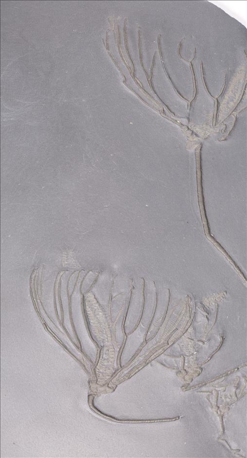 Picture of Parisangulocrinus zaeformis