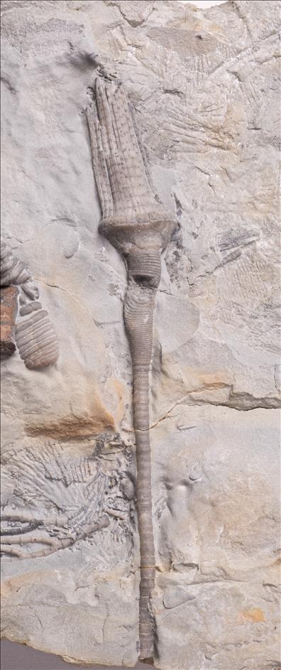 Picture of Catillocrinus wachsmuthi