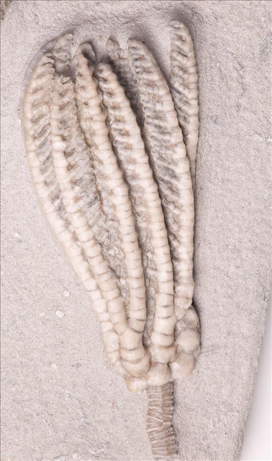 Picture of Decadocrinus tumidulus