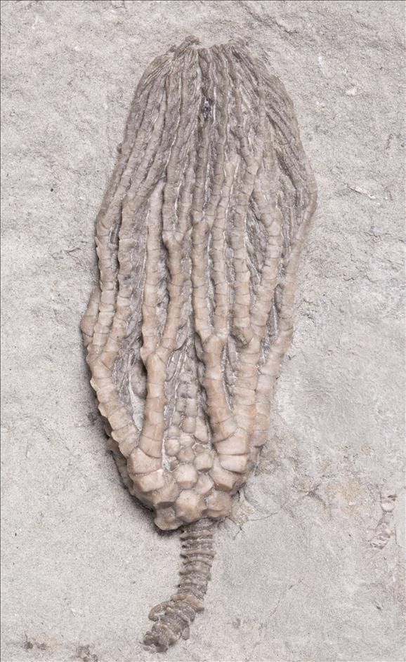 Picture of Hylodecrinus briareus