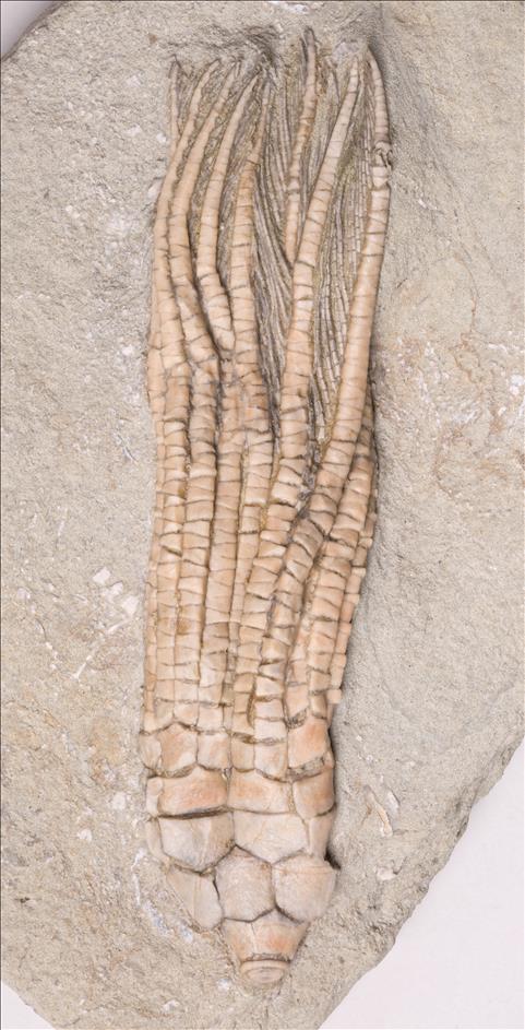 Picture of Hypselocrinus hoveyi
