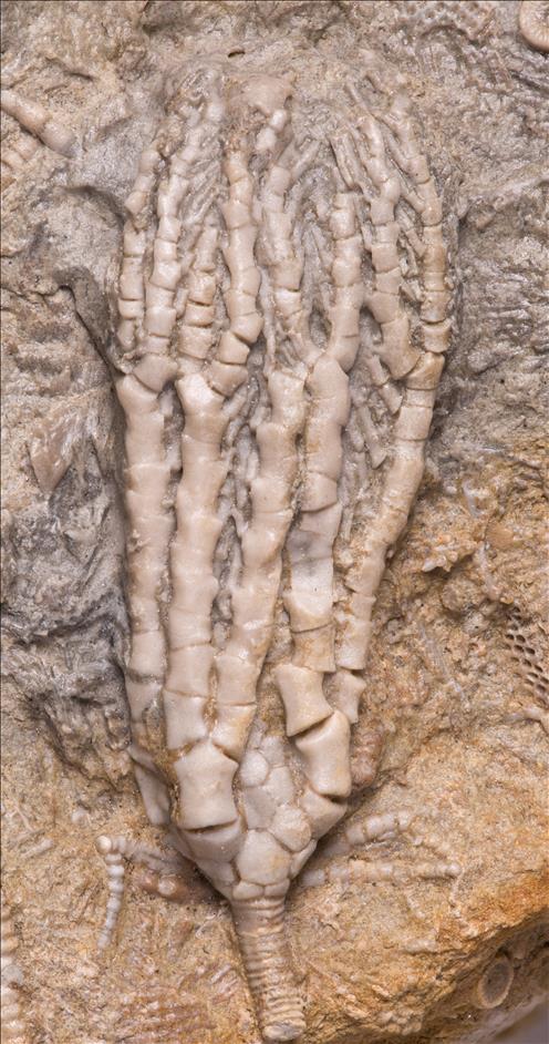 Picture of Culmicrinus vagulus