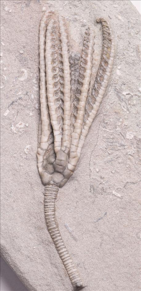 Picture of Histocrinus coreyi