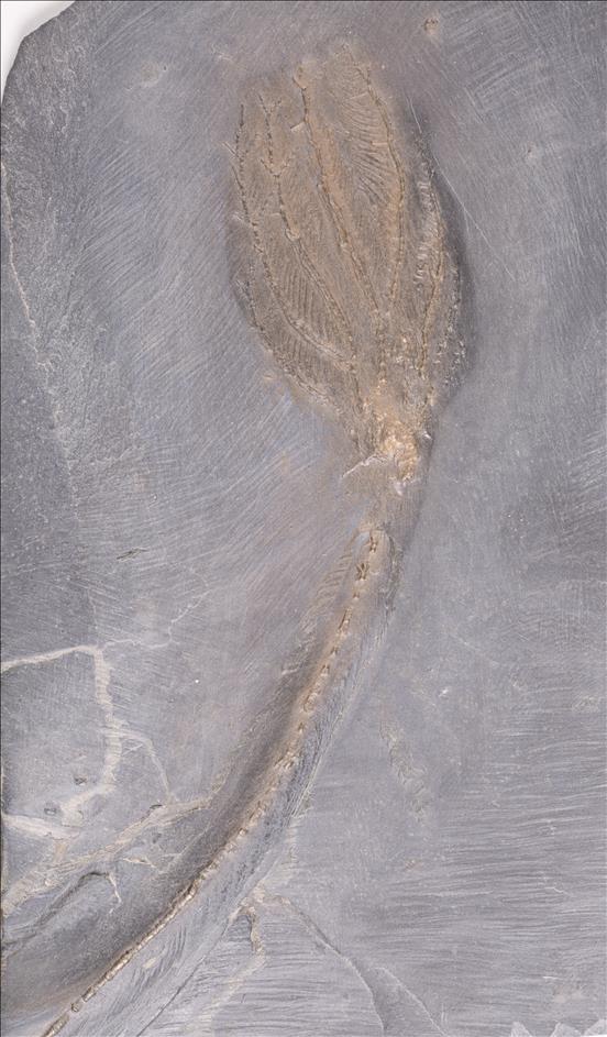 Picture of Acanthocrinus linguabachensis