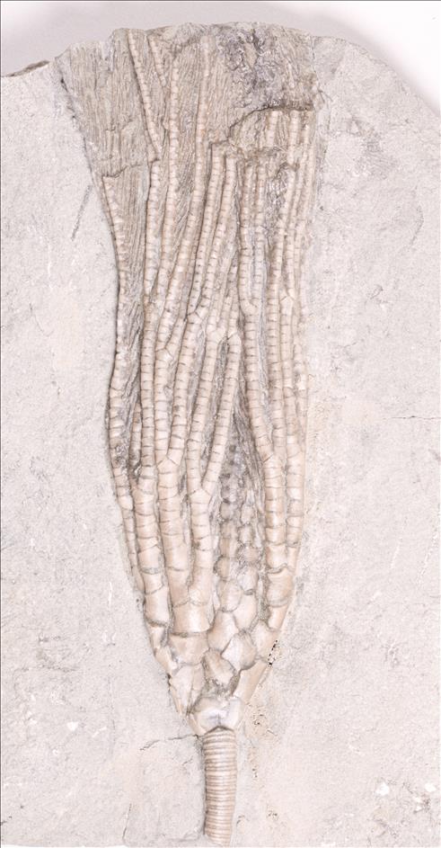Picture of Cosmetocrinus gracilis