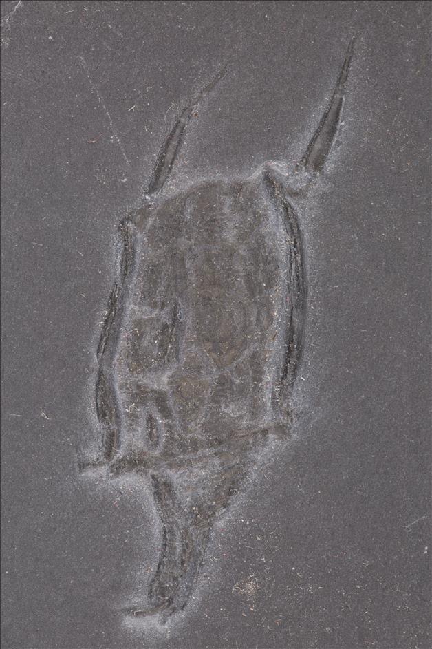 Picture of Rhenocystis latipedunculata