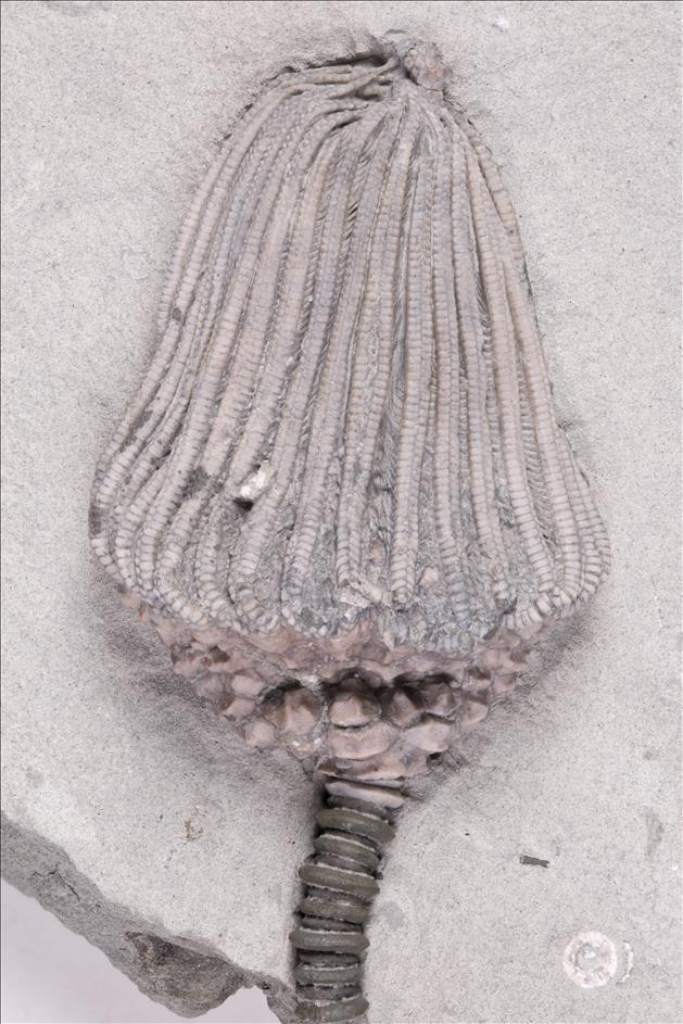 Picture of Dizygocrinus idianaensis