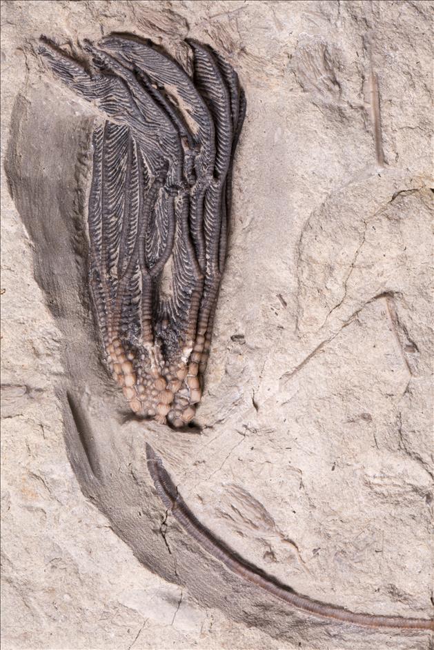 Picture of Gaurocrinus fimbriatus