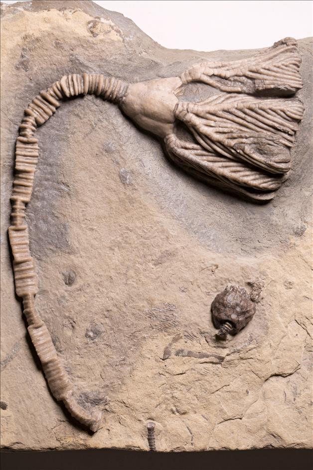 Picture of Eucladocrinus sp.