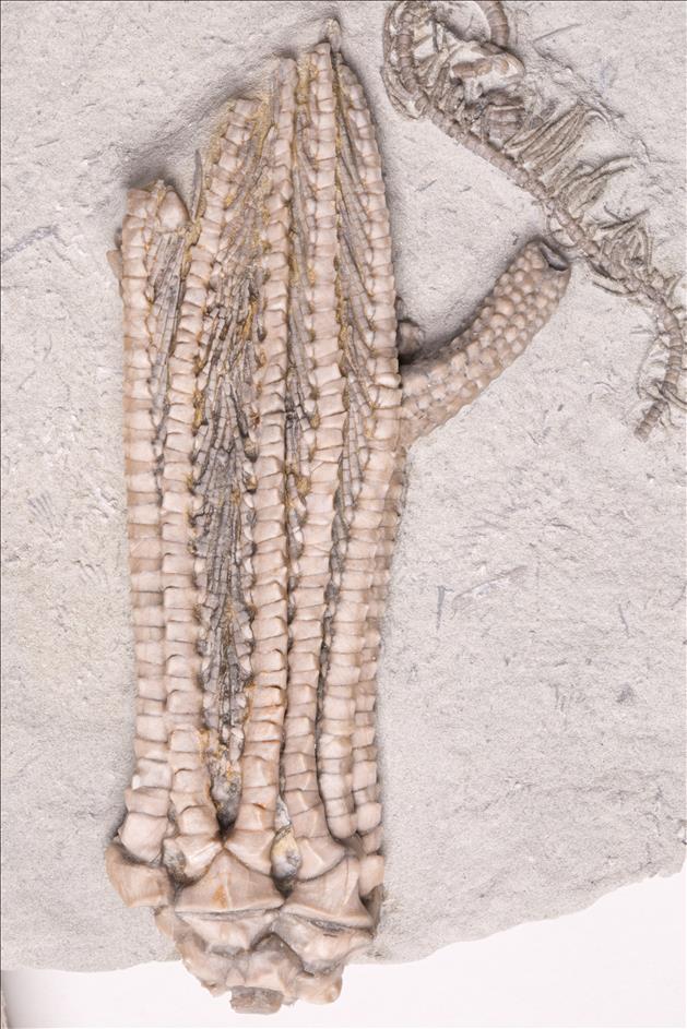 Picture of Aulocrinus bellus