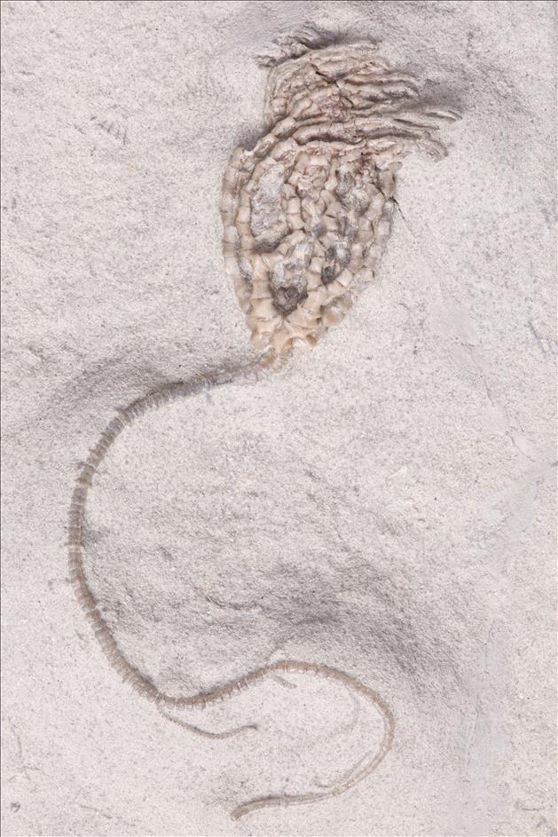 Picture of Linocrinus sp.