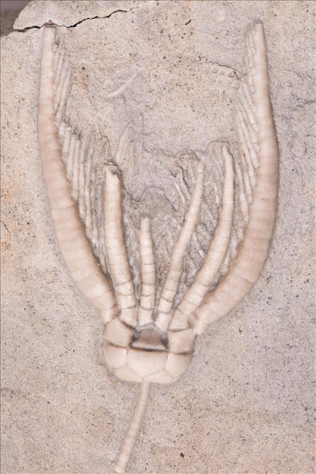 Picture of Pentaramicrinus bimagnaramus