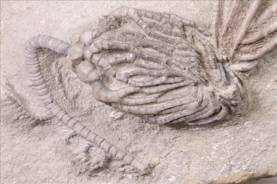 Picture of Cyathocrinites harrodi, specimen 1