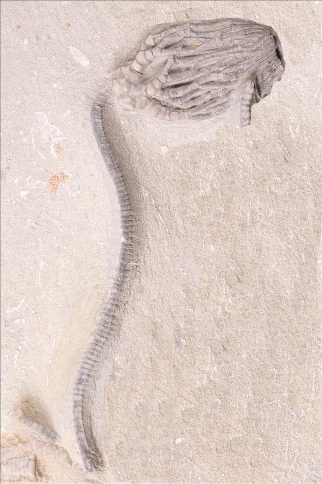 Picture of Cyathocrinites harrodi. specimen 2