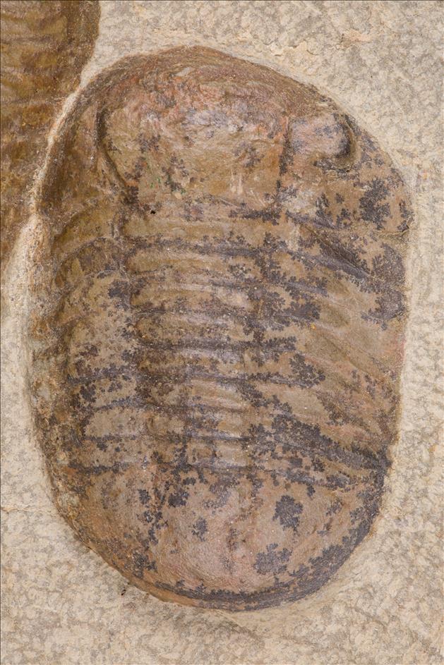 Picture of Symphysurus ebbestadi left specimen