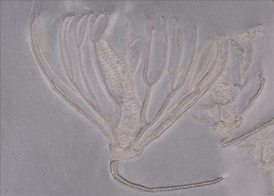Picture of Parisangulocrinus zaeformis single speciman