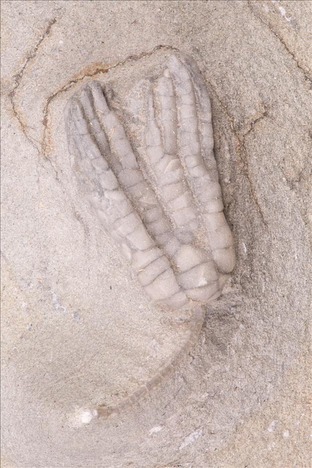 Picture of Sarocrinus varsoviensis first specimen