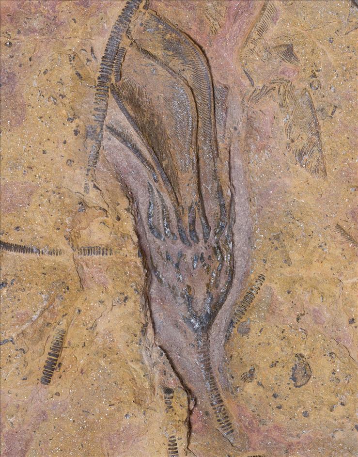 Picture of Undescribed crinoid #2 close up A