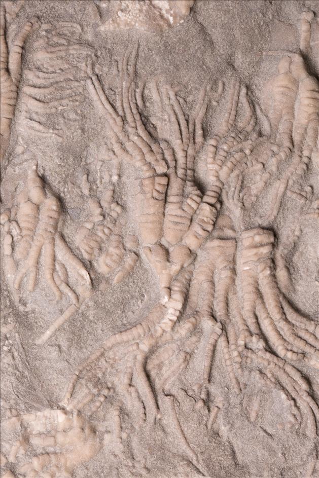 Picture of Cupulocrinus jewetti