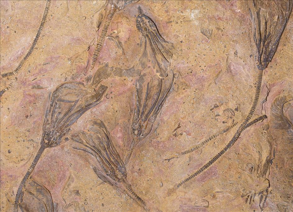 Picture of Undescribed crinoid #2 close up C