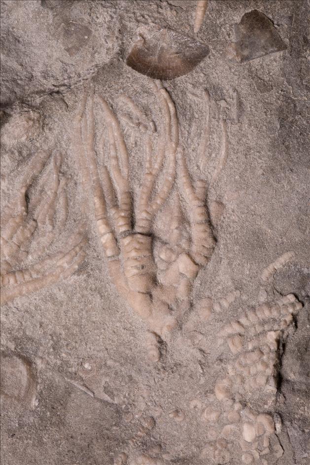 Picture of Cupulocrinus jewetti crown