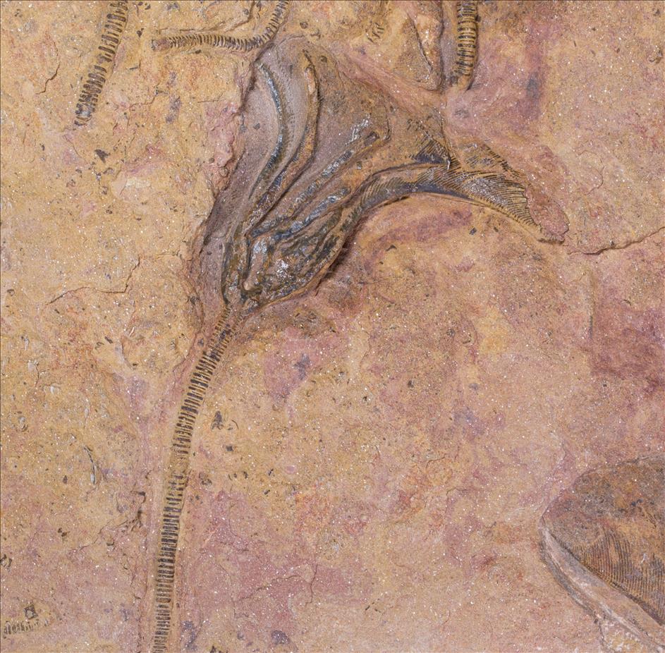 Picture of Undescribed crinoid #2 close up D