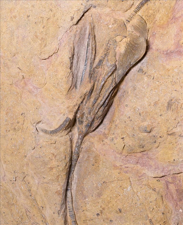 Picture of Undescribed crinoid #2 close up G