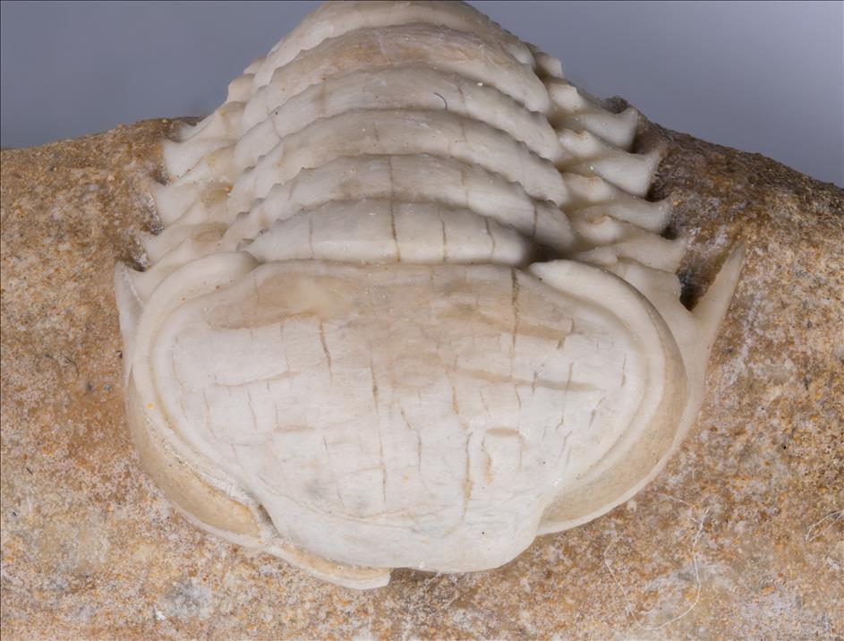 Picture of Remopleurides elongatus top of head
