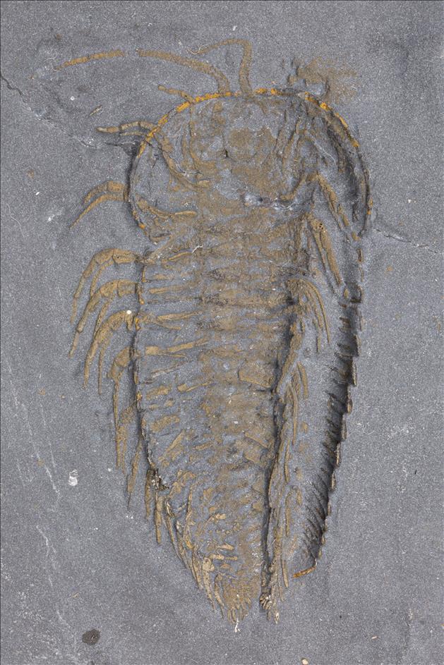 Picture of Triarthrus eatoni specimen C, ventral