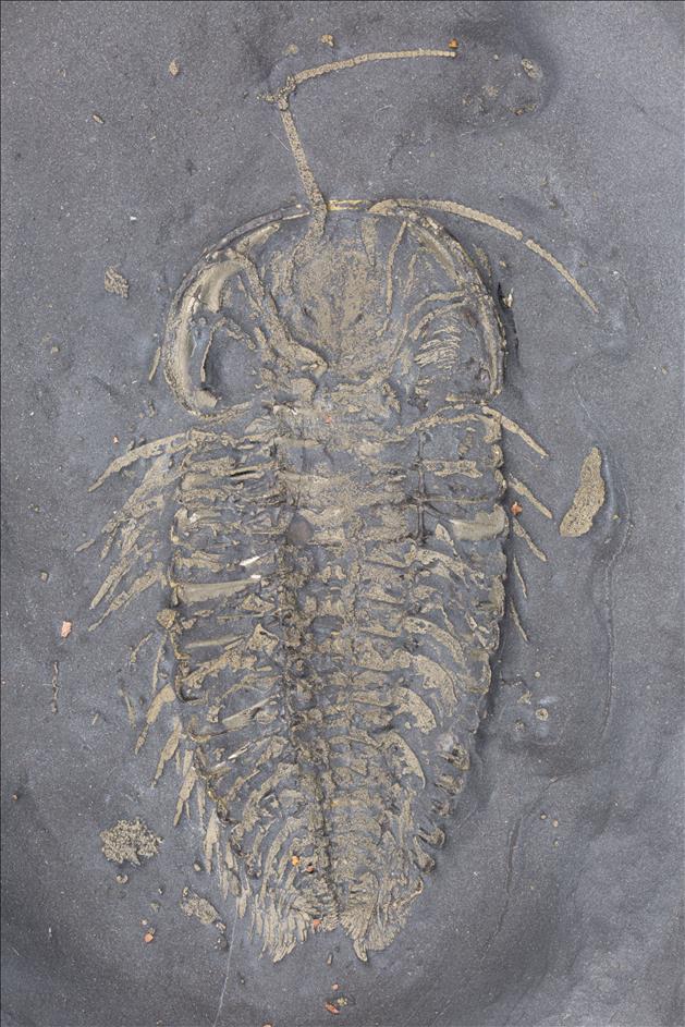 Picture of Triarthrus eatoni specimen D, ventral with ovaries